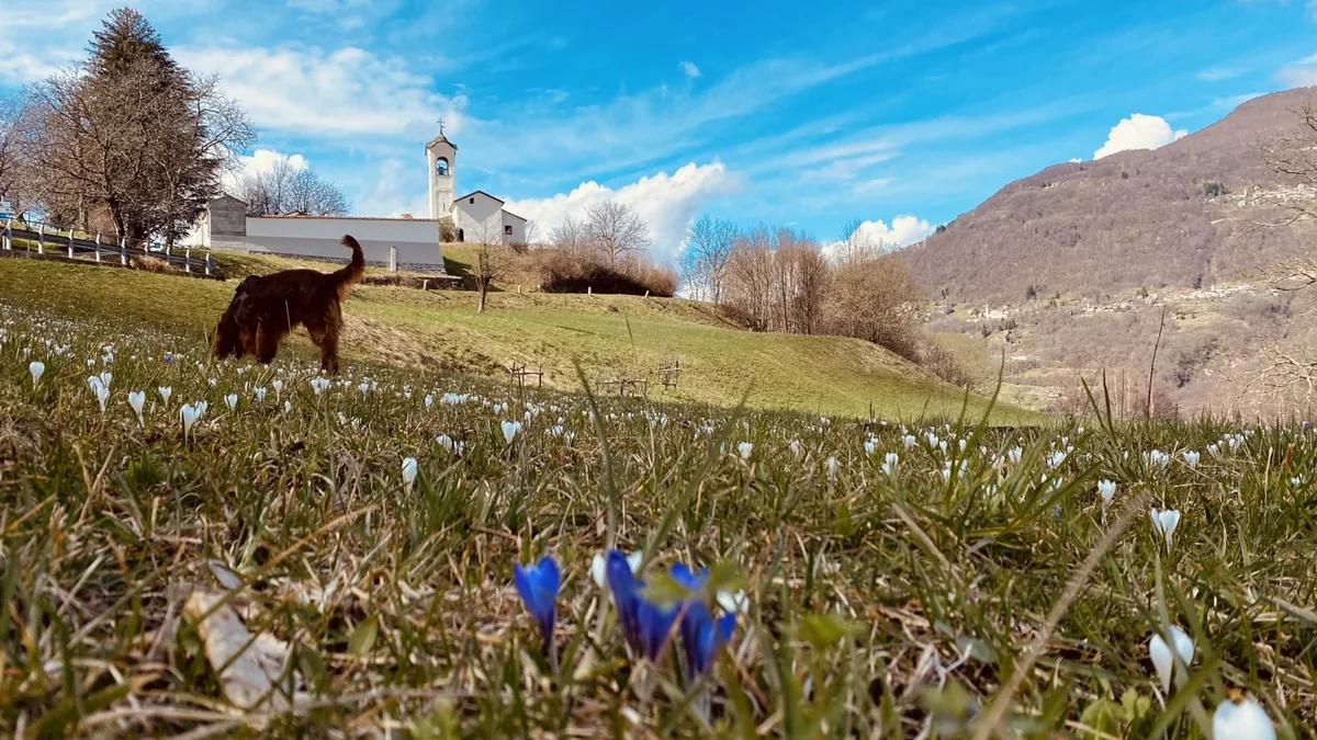 Prato con crochi e la chiesa di Parlasco sullo sfondo